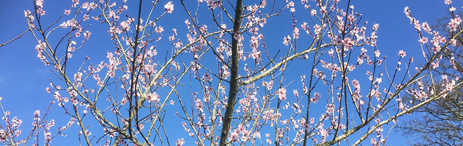 Almond Blossom